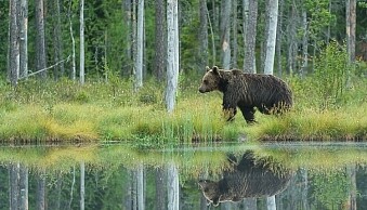 Brown Bear