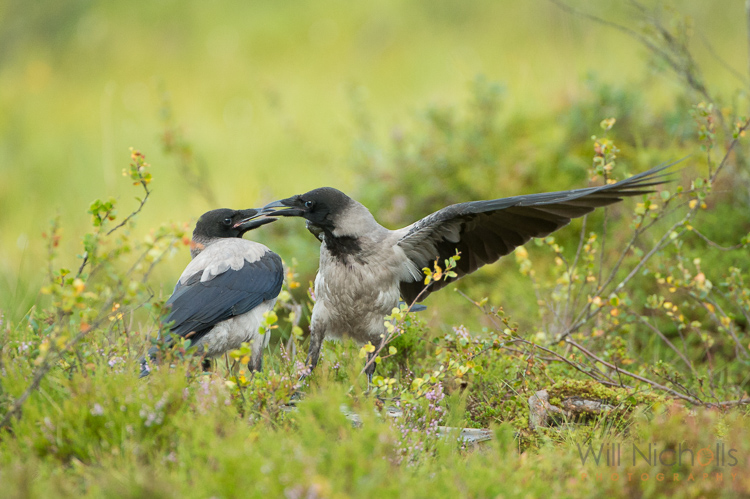 Two hooded crows engaged in a scrap.
