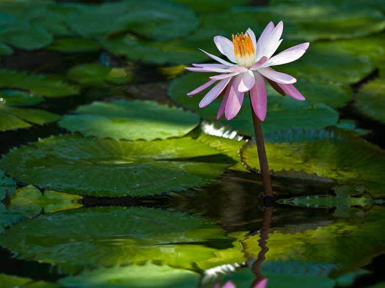 Lily Pond - landscape photography tips from pros
