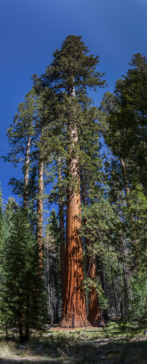 PWC-Sequoia in Mariposa Grove