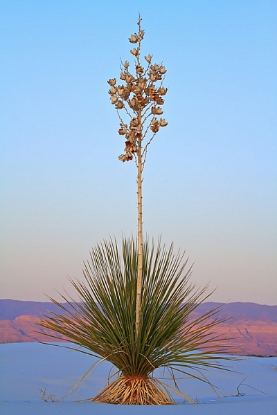 Yucca at White Sands National Monument, New Mexico by Anne McKinnell