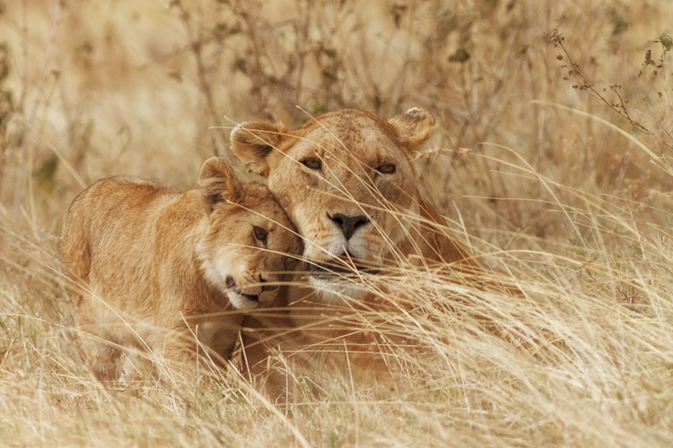 Lion and cub at Ngorongoro Crater, Tanzania by Anne McKinnell