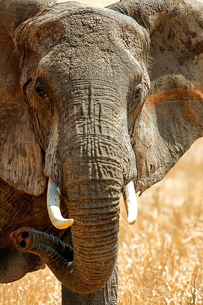 Elephant in Tarangire National Park, Tanzania by Anne McKinnell