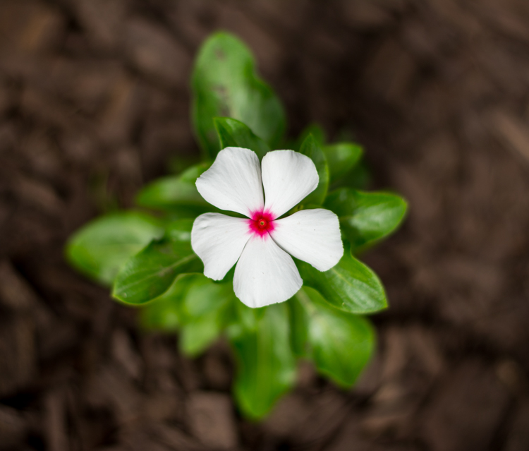 This picture of a periwinkle flower could go into a collection called "Flowers," another one called "Nature," and another one with only pictures of periwinkles. All at the same time.