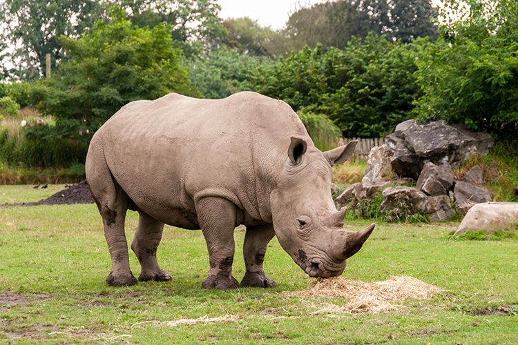 rhino-at-Dublin-Zoo