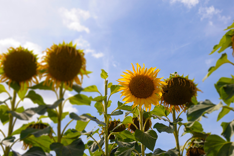 sunflowers-field-focus
