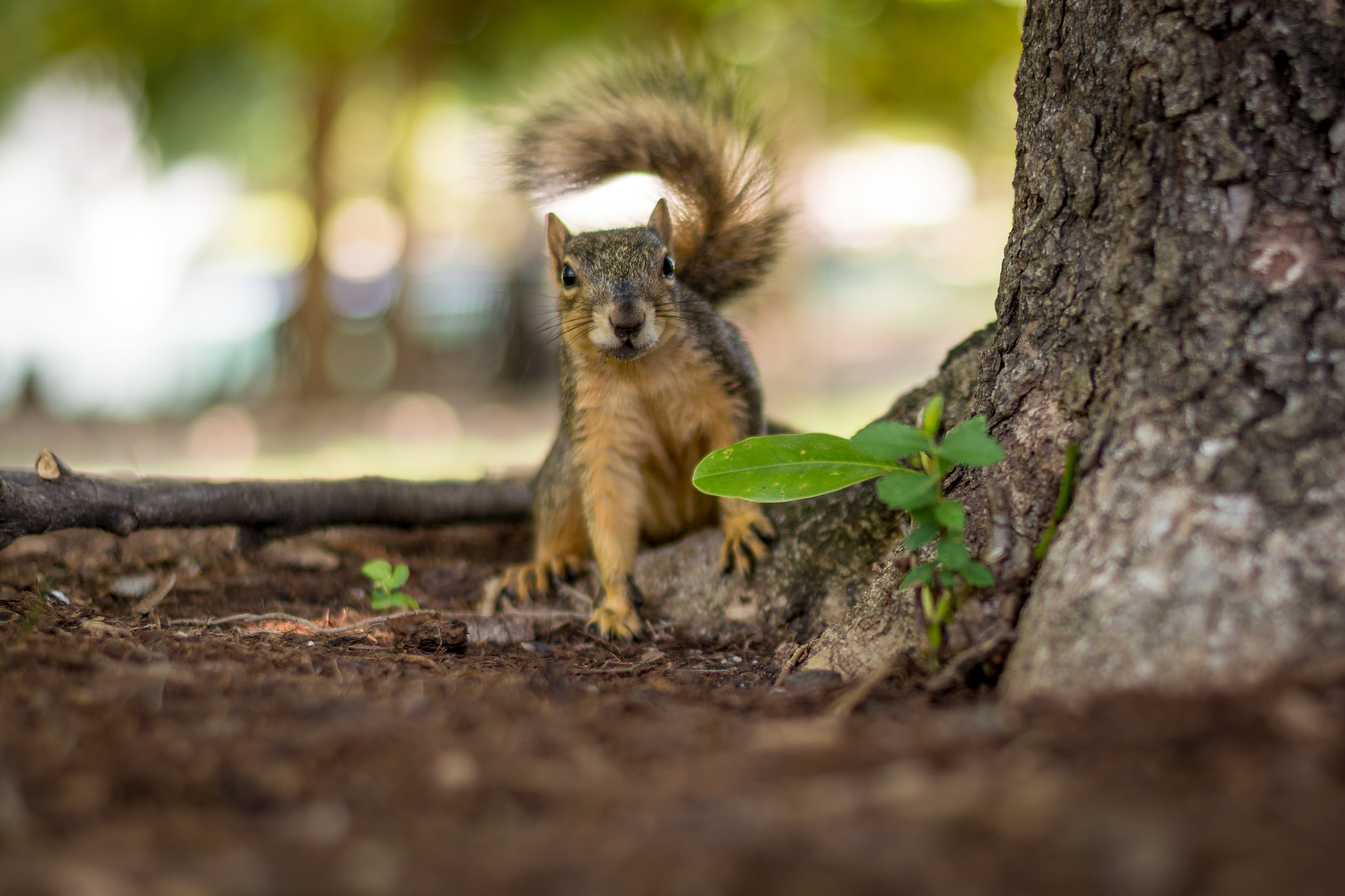This jittery squirrel was moving all over the place, so I shot with a speed of 1/180 second to get a sharp picture. tips for getting tack sharp photos