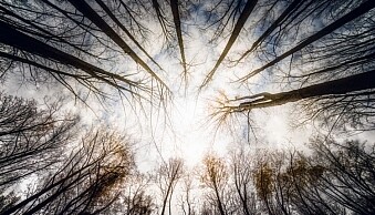 trees-1.jpg