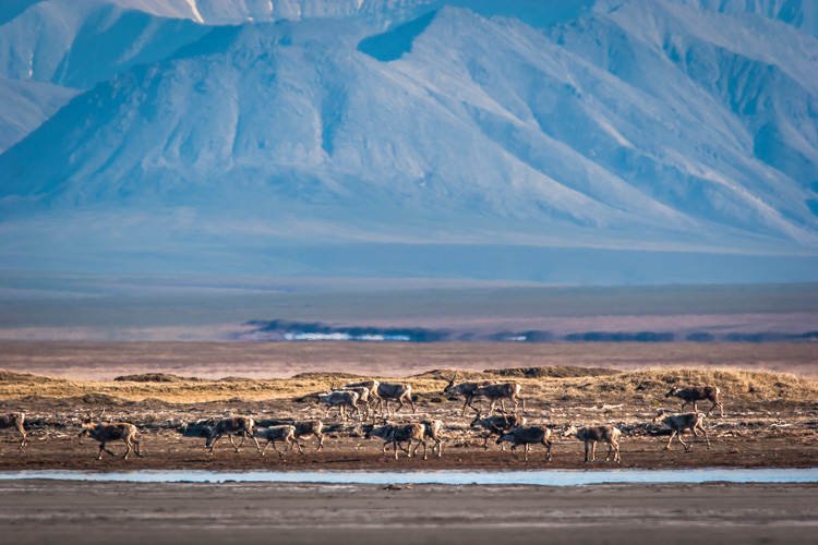 Here a herd of caribou is seen migrating across the coastal plain of the Arctic National Wildlife Refuge in Alaska. This image tells a more important story of movement, landscape, and perspective than a more typical portrait of an animal would.