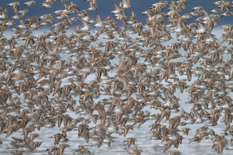 A large flock of shorebirds, when compared to the single-bird portrait, is more telling of the lives of the birds, and their epic migrations.