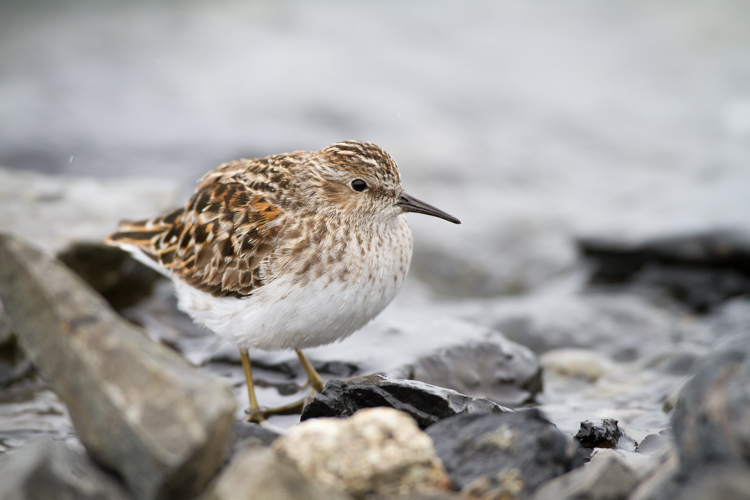 While an image of single bird, in this case a Least Sandpiper is nice portrait, it is more of an illustration than a story.
