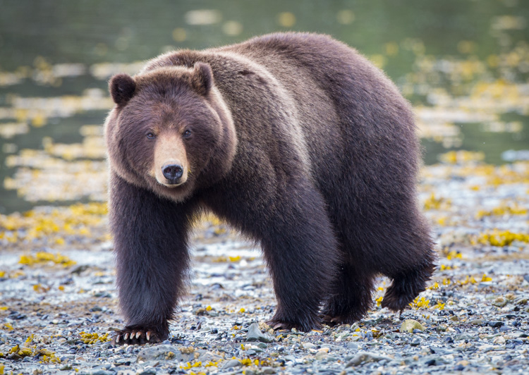 Similar to the story I related above, this bear approached a group of photographers I was a part of on Admiralty Island, Alaska. He came very close, and I regret not taking a moment to show a wider shot with the group of us in the frame.
