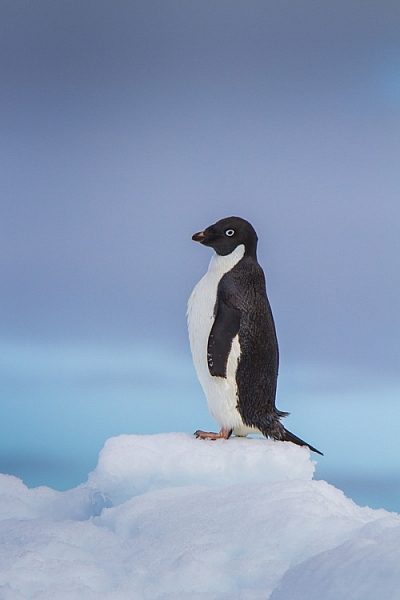 This image of an Adelie Penguin on an iceberg, I made in Antarctica. Getting close to wildlife is easy there, and the following image provides information to see just how easy.