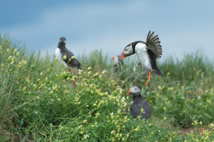 An Atlantic puffin (Fratercula arctica) coming into land at its burrow on the Farne Islands, Northumberland.