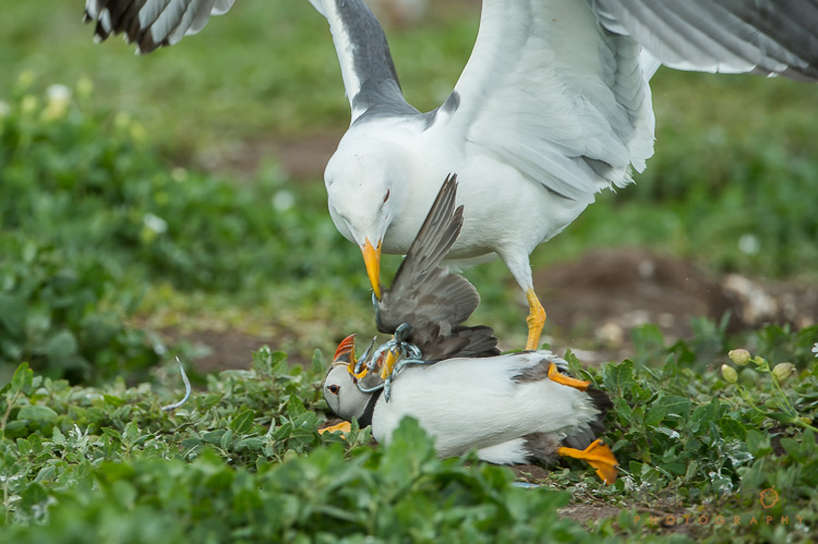 A lesser black-backed gull pins down an Atlantic puffin and steals its catch of sandeels.