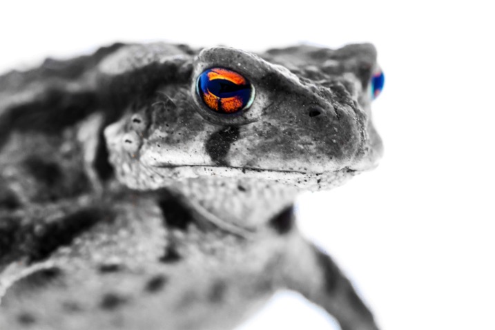 Lightbox macro photography 001 toad