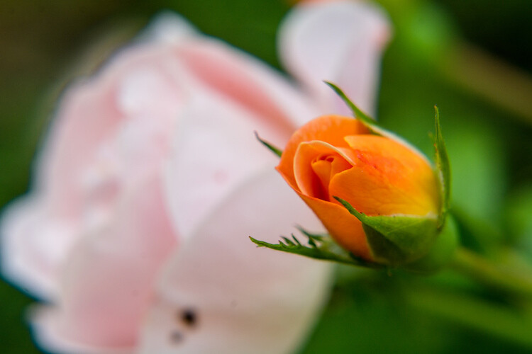 Sharpness is critical when shooting macro pictures, so I used a wide aperture (f/8) and cross-type focusing points to make sure the foreground tulip was tack sharp.