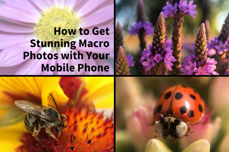 how-to-get-stunning-macro-photos-with-your-mobile-phone