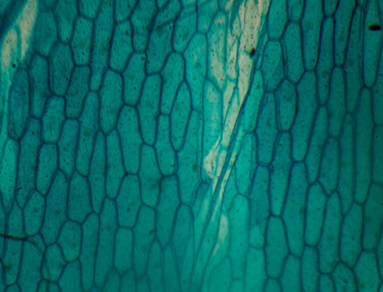 photomicroscopy photomicrograph micrograph - onion skin