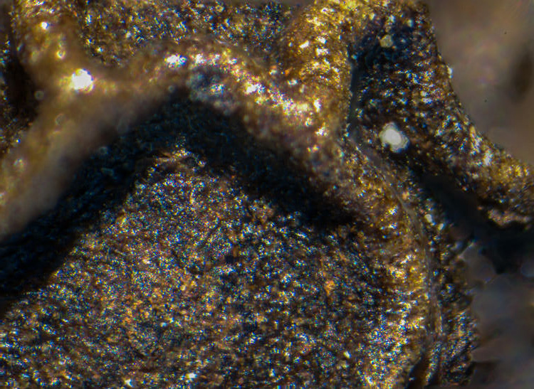 photomicroscopy photomicrograph micrograph Peppercorn by reflected light microscopy.