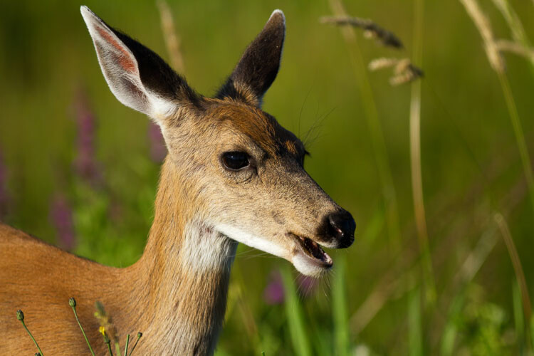 Deer by Anne McKinnell - 5 Common Post-Processing Mistakes to Avoid