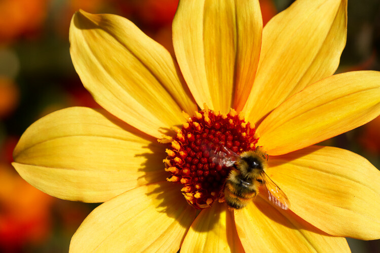 Yellow flower with bee by Anne McKinnell - 5 Common Post-Processing Mistakes to Avoid