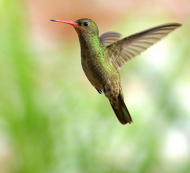صور طائر الطنان photo hummingbirds