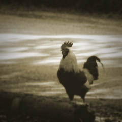 Antiquing Digital Images in Photoshop - Part 1
