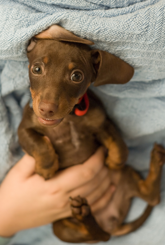 25-inspirational-dog-portrait-photographs