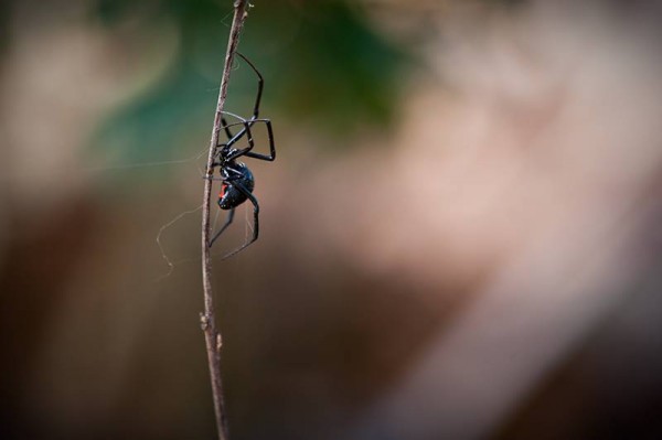 Big Black Shiny Spider