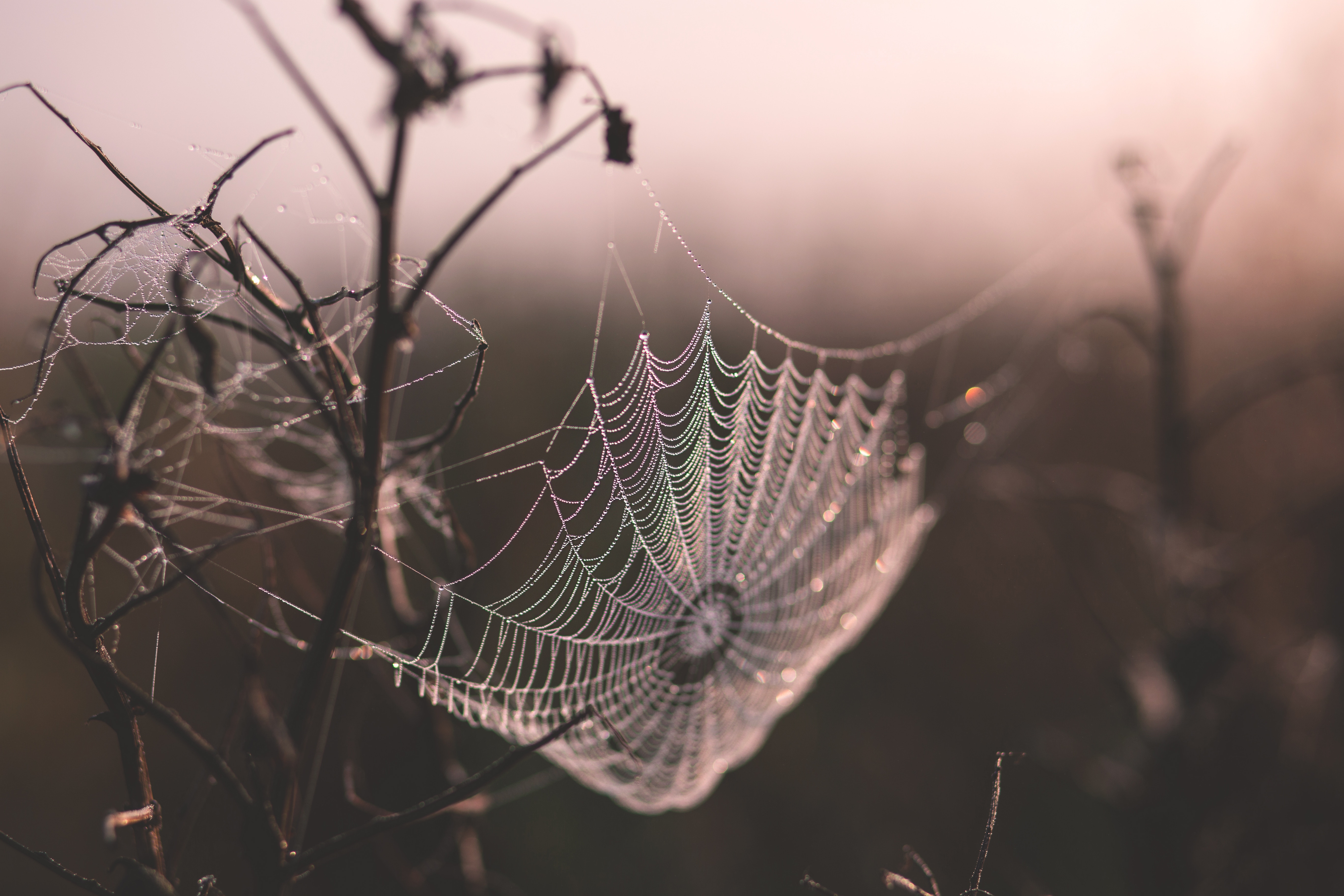 How To Photograph A Spider Web: 16 Expert Tips