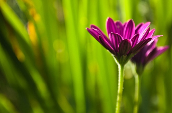 Depth of Field in Floral Photography