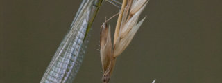 Common Blue Damselfly (Enallagma cyathigerum)