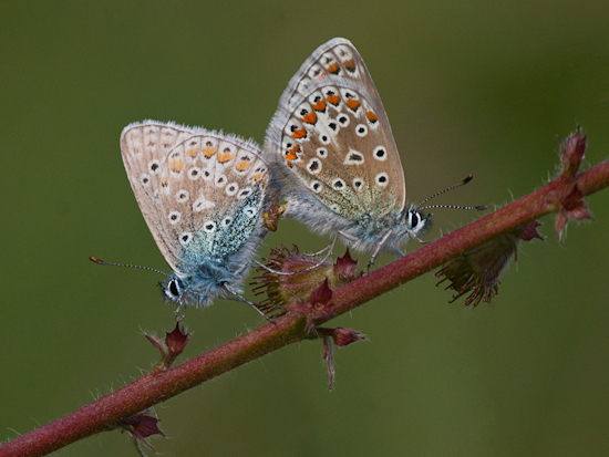 Common Blue butterflies, mating (Polyommatus icarus)