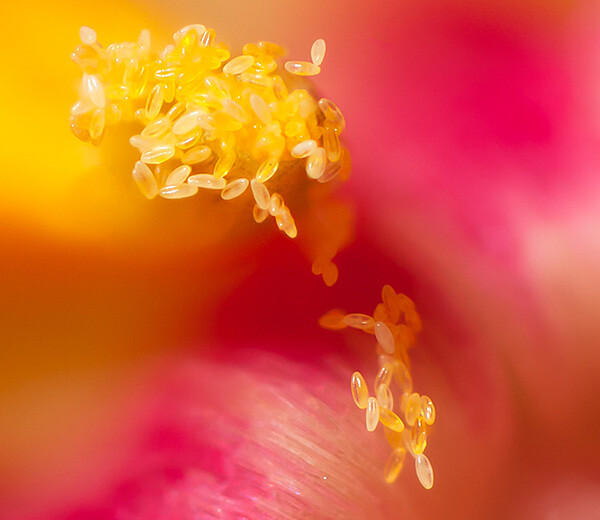 How to focus stack macro images using photoshop
