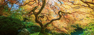 How to Photograph Trees - Gavin Hardcastle