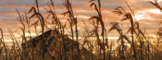 dramatic sunset with wheat