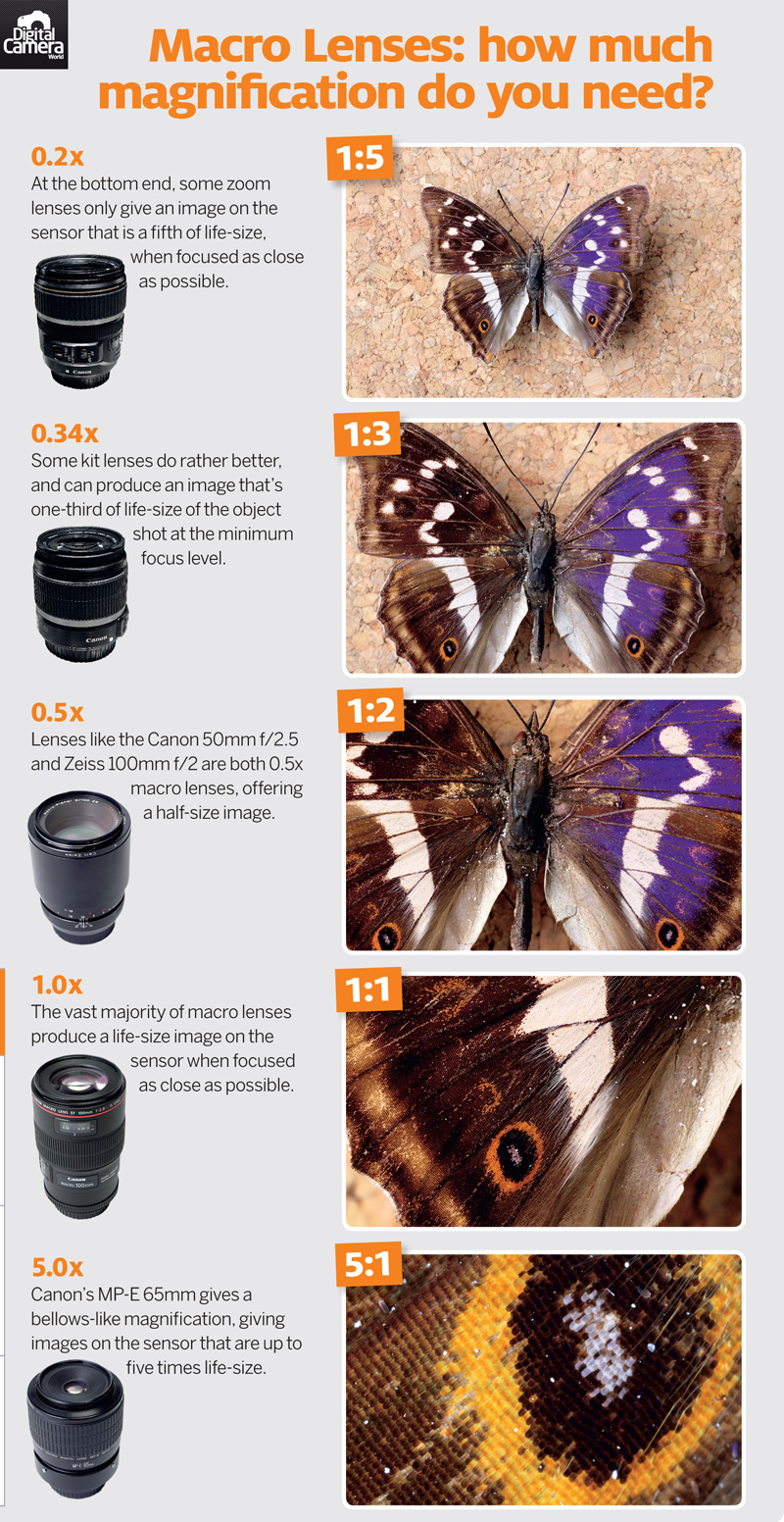 Cheat Sheet: Macro Lenses - How Much Magnification Do You Need