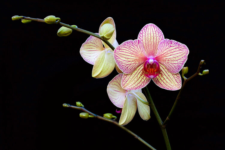 5 Creative Macro Photography Ideas That Really Work 5 Creative Macro Photography Ideas That Really Work