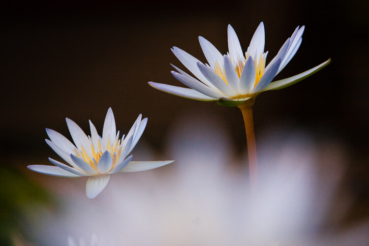 5 Creative Macro Photography Ideas That Really Work 5 Creative Macro Photography Ideas That Really Work