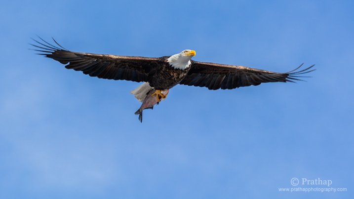 10 Surefire Tips for Photographing Birds in Flight