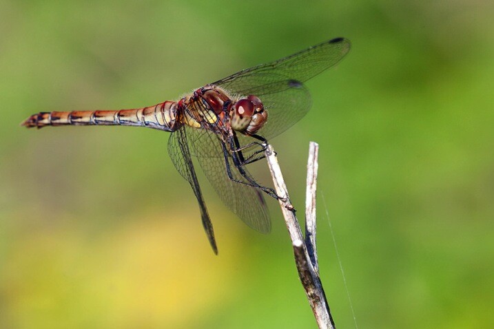 hhhdragonflyDPS.jpg HhhdragonflyDPS