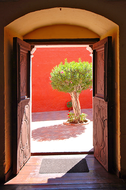 A tree, framed by an old wooden door. 