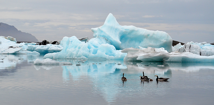 Iceland Glacier Lagoon geese 750 px