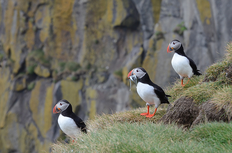 Iceland puffin with fish and buddies 750 px