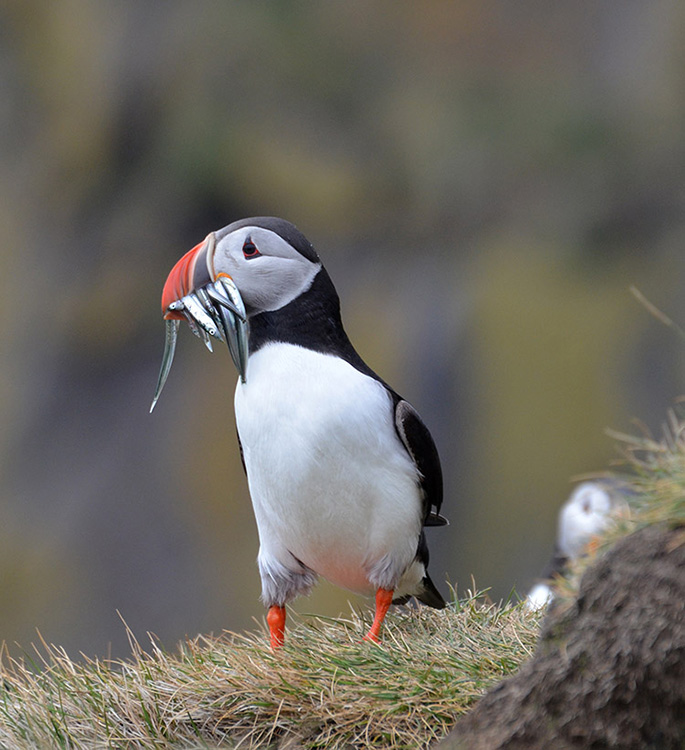 Iceland puffin with fish left 750 px