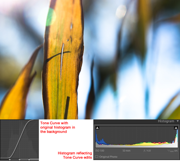 How to Understand the Lightroom Tone Curve