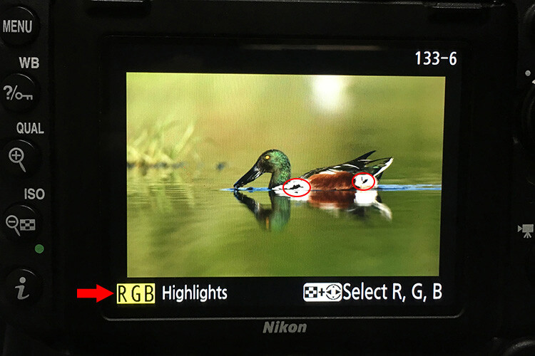 10 Must-Use Bird Photography Camera Settings For Beginners