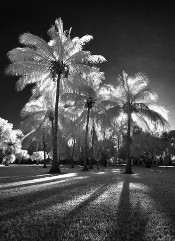 How To Enhance Your Black And White Images With Infrared Photography