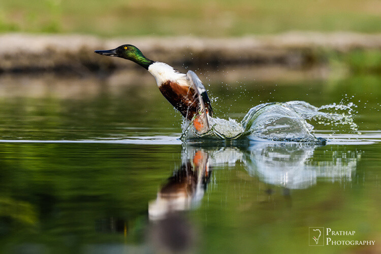 Weekly Photography Challenge – Birds